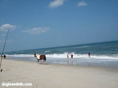 People fishing and swimming with Ponies walking on the beach