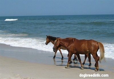 Three Ponies walking along the ocean with waves crashing next to them