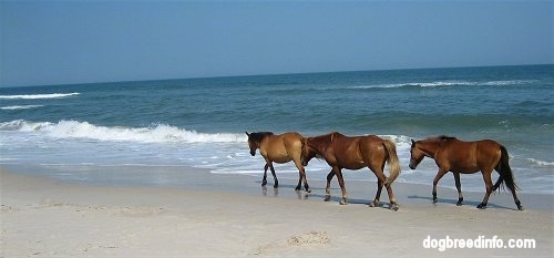 Three Ponies walking beachside