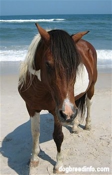Close Up - Pony standing on the beach