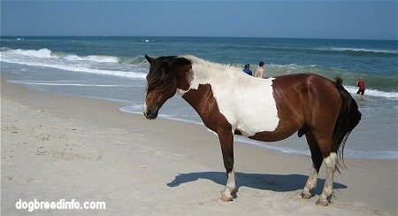 Paint pony standing on a windy beach with people swimming in the water in the background