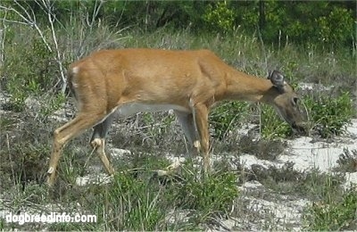 The right side of a Sika Deer on Assateague Island MD