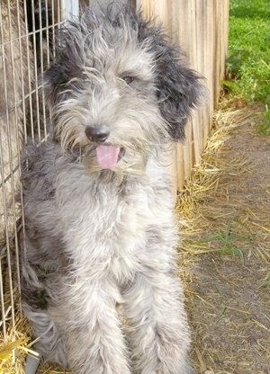 shepherd   poodle mix  at