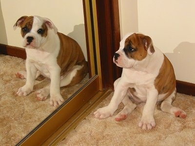 AustralianBulldogMillyPuppySit