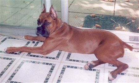 Storm the Boxer laying on a tiled floor in front of a sliding door
