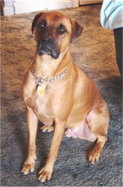 Rascal the Boxweiler sitting on a carpet looking at the camera holder