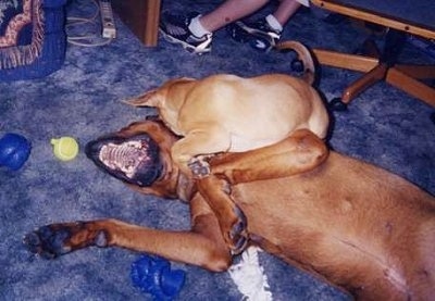 Bear the Boxweiler laying on its back playing around with Rascal the Boxweiler puppy