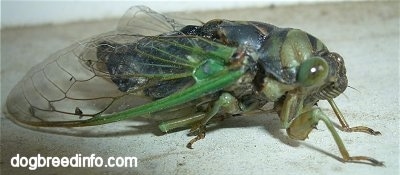 Annual Cicada, side view
