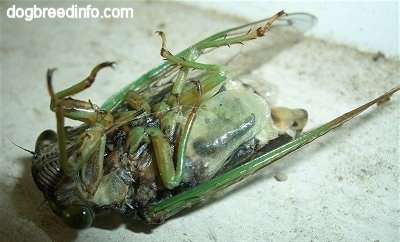 Underside of an annual cicada