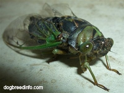 Close Up - Annual Cicada