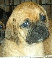 Close Up head shot of a Bassugg puppy with acrate in the background