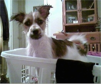 River the Be-Apso inside of a white clothes basket