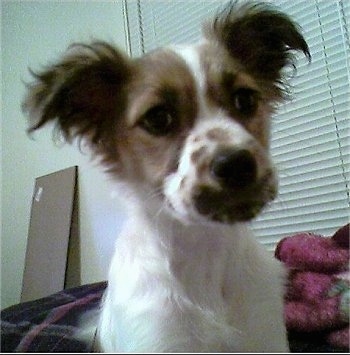 Close Up - River the Be-Apso sitting on a bed