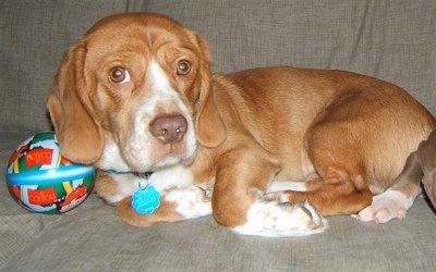 Close up side view - A tan with white Be-Apso dog is laying on a tan couch with a toy ball under its head.