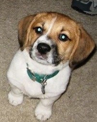 Close Up - Miley the Bea-Tzu puppy sitting on a carpet