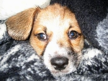 Close Up - Miley the Bea-Tzu puppy surrounded by a blanket