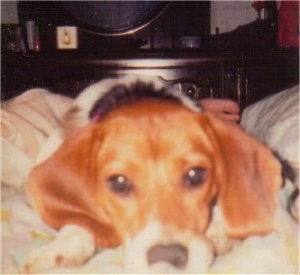 Close Up - Willie the Beagle laying in a bed