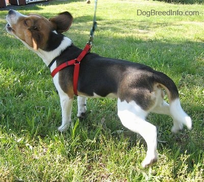 Snoopy the Beagle barking with his ears flying into the air