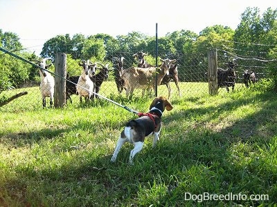 Snoopy the Beagle looking at a herd of goats who are looking back at him from behind a fence