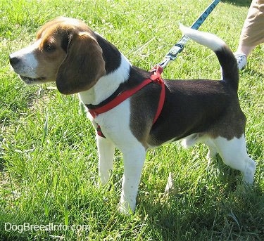 Snoopy the Beagle looking into the distance