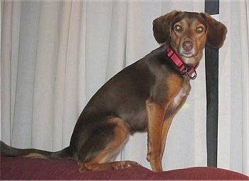 Chrissie the Beagleman sitting on the back of a red couch in front of a window