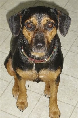 Precious the Beagleman sitting on a tiled floor