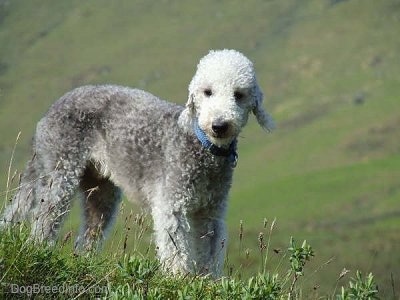 Brenin the Bedlington Terrier standing on a grassy hill