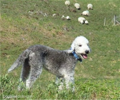 Brenin the Bedlington Terrier standing on a grassy hill with its mouth open and a herd of sheep in the background
