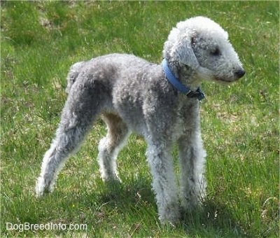 Bedlington Terrier