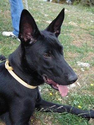 Close Up Right Profile - Tito the Belgian Malinois laying outside in grass next to a person with his mouth open and tongue out