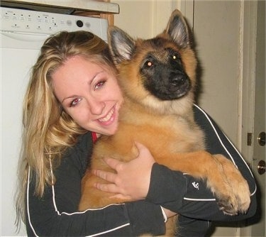 Riot the Belgian Tervuren puppy being hugged by its owner