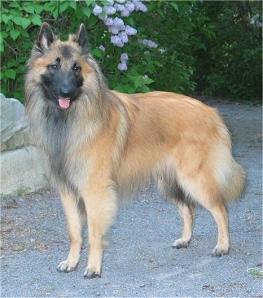 silver tervuren