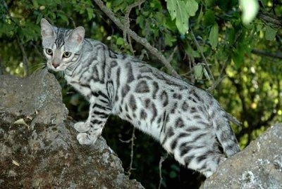 pretty silver cat