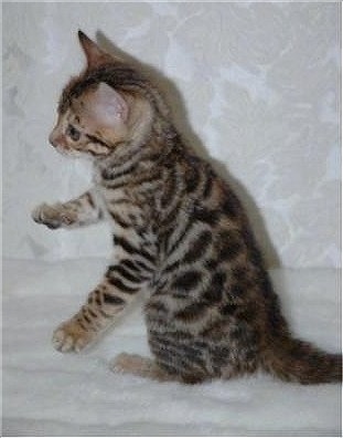 Bengal Kittens Pictures
