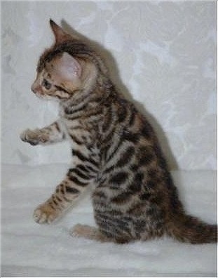 Bengal Kittens Pictures Bengal Kittens Pictures