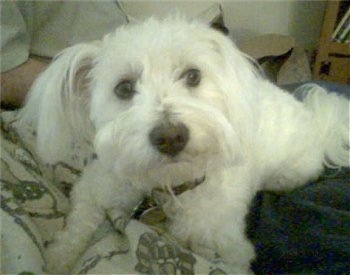 Close up - A white Bichomo is laying across the lap of a person, that is sitting on a couch and it is looking forward