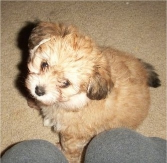 Topdown view of the front left side of a tan Bichon-A-Ranian Puppy that is sitting next to a persons legs. it is looking up.