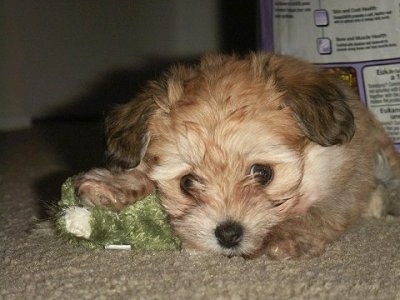 Close up - The front left side of a tan Bichon-A-Ranian puppy that is laying down on a carpet next to a toy and it is looking forward.