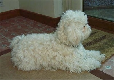 Star the Bichon Frise laying on a rug and looking out of a door window