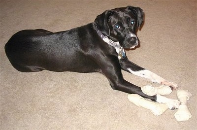 Augie the Bogle laying on a carpetted floor with three rawhide dog bones in front of her