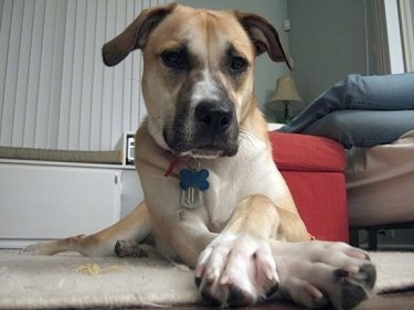 Close Up - Pickles the Bogle laying on a rug with front paws crossed and an ottoman behind it and a person on the couch