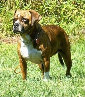 Pudgy the Boglen Terrier standing on grass and looking at a thing in the distance