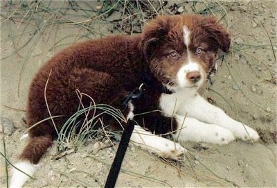Boarder the Borador as a puppy laying in dirt with pieces of tall grass around it