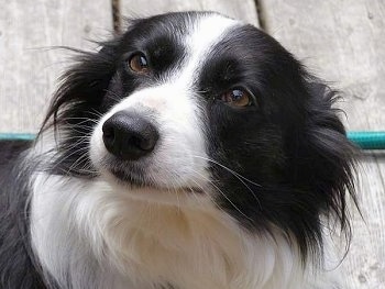 Close Up - Wynne the Border Collie face with its ears back on a wooden deck and a green hose in the background