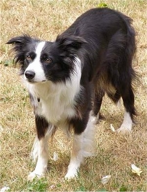 Wynne the Border Collie standing in the grass and looking into the distance