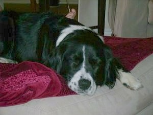 Abby Doodle the Bordernese sleeping on a maroon blanket on a dog bed