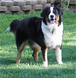 Daisy the tricolor Bordernese standing outside in grass with its mouth open and a stone garden wall behind her