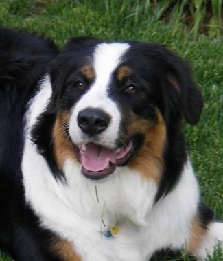 Close Up - Daisy the Bordernese laying in grass with her mouth open looking happy