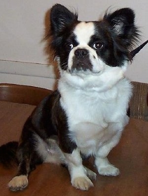 A bat-fringe-eared, black with white Bostinese dog is sitting on top of a wooden table looking up.