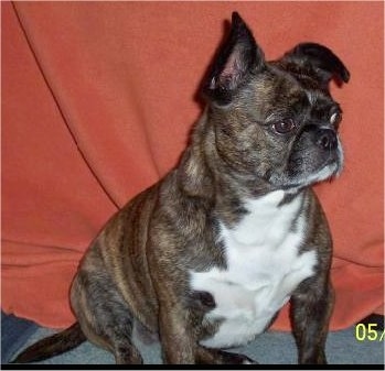 Lucy the Bostinese sitting on the floor  against a red hanging blanket looking to the left with one ear up and one ear down